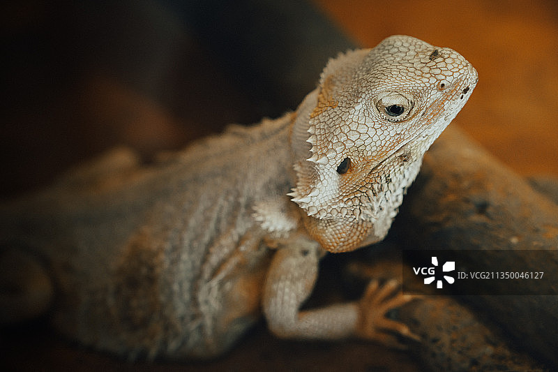 鬃狮蜥图片素材