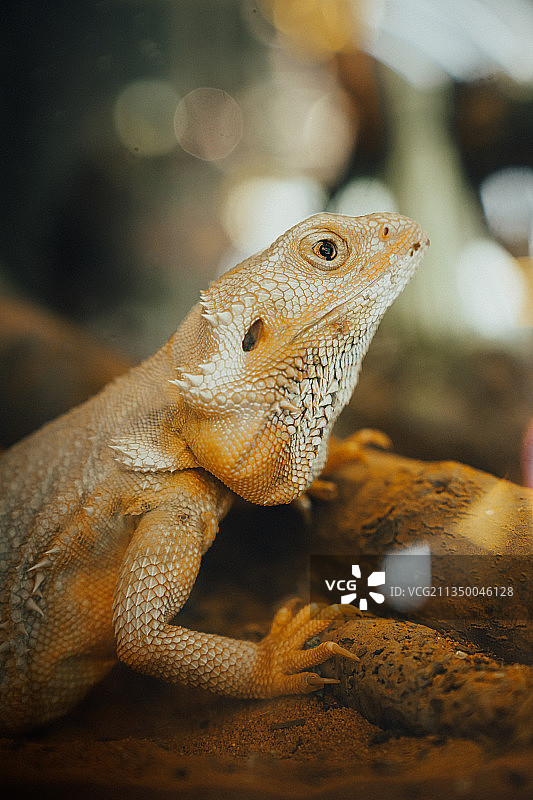 鬃狮蜥图片素材