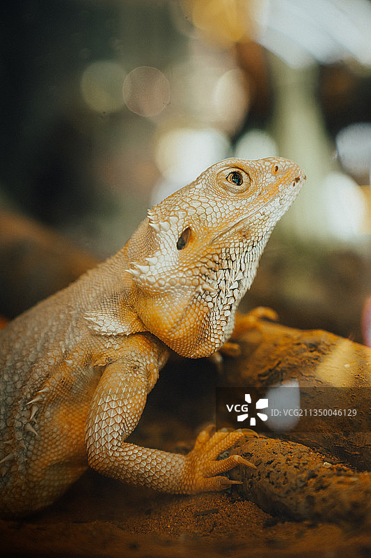 鬃狮蜥图片素材