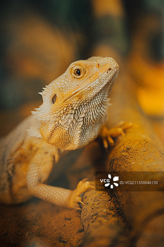 鬃狮蜥图片素材