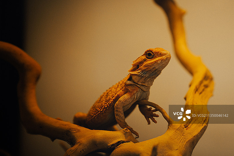 鬃狮蜥图片素材