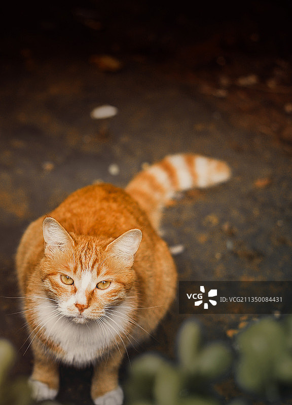 冷眼看世界图片素材