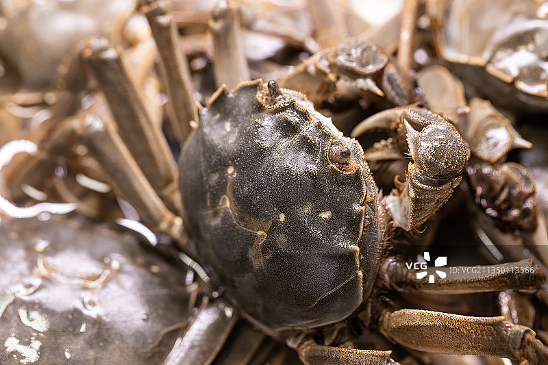 新鲜美味的螃蟹图片素材