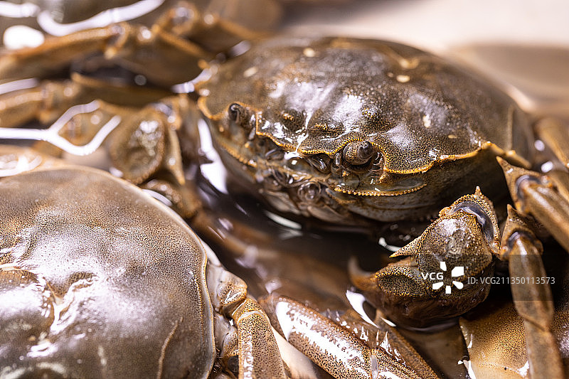 新鲜美味的螃蟹图片素材