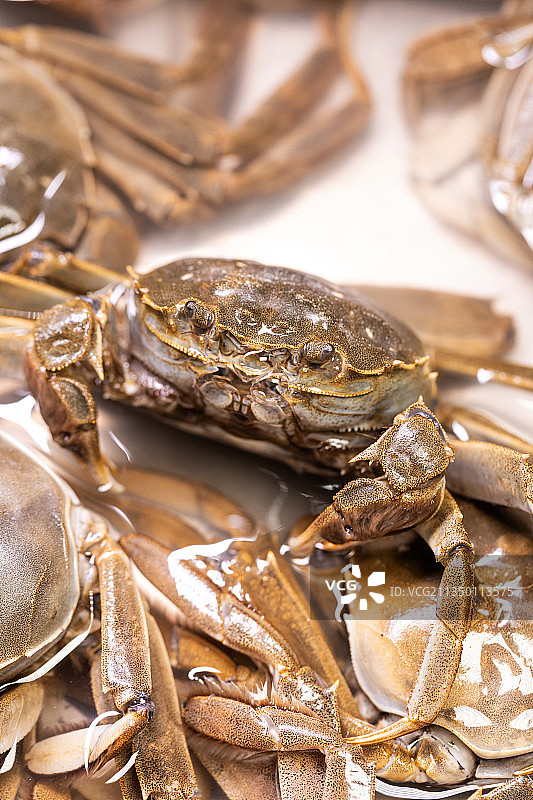 新鲜美味的螃蟹图片素材