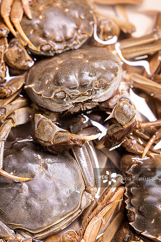 新鲜美味的螃蟹图片素材