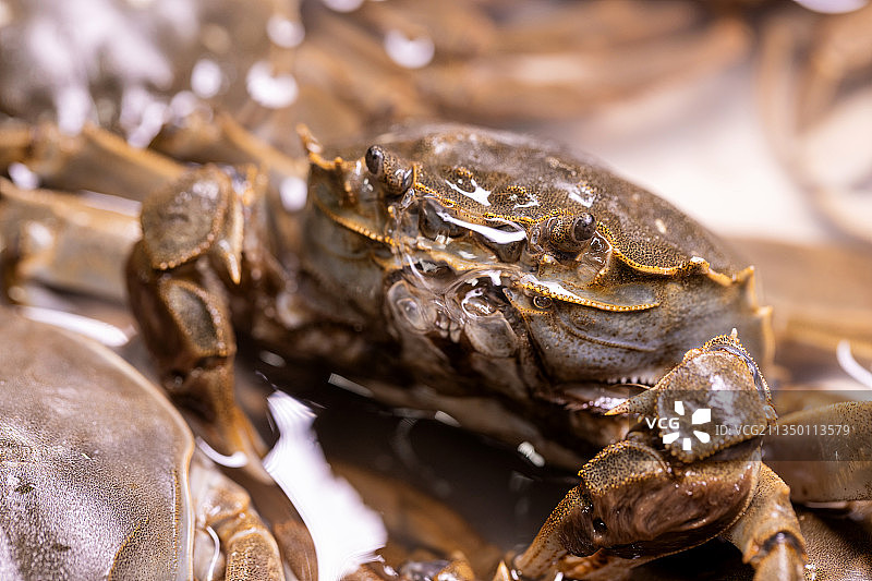 新鲜美味的螃蟹图片素材