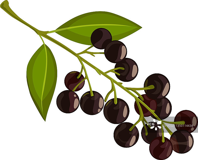 黑 chokeberry 图标图片素材