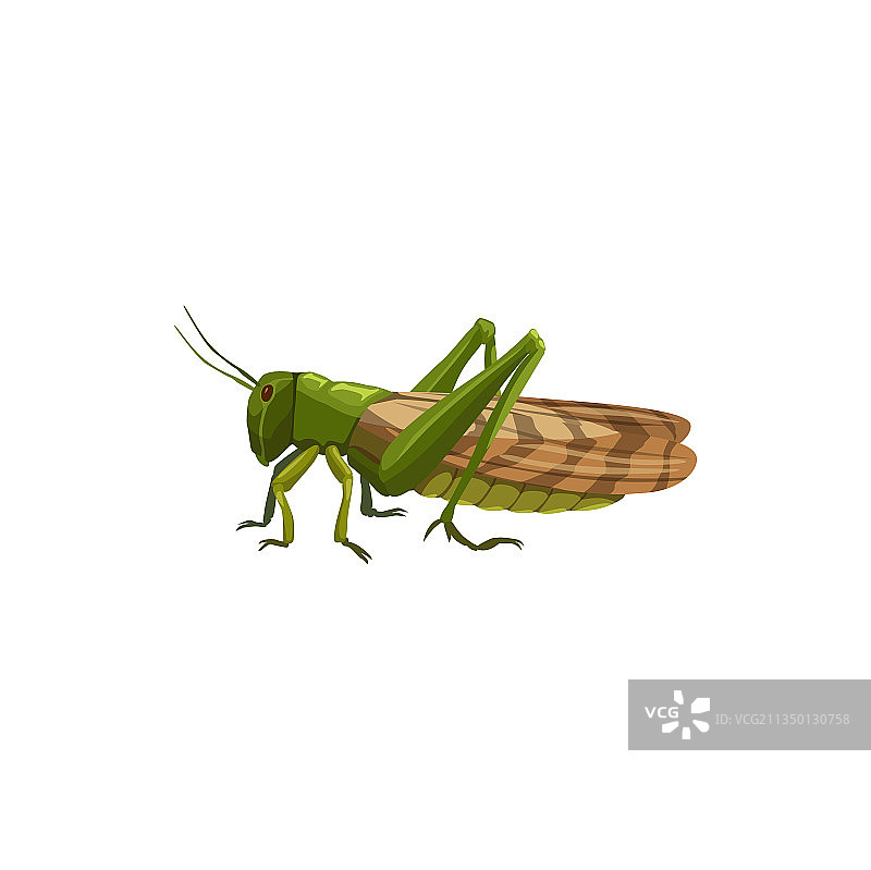 蝗虫图标，害虫防治图片素材