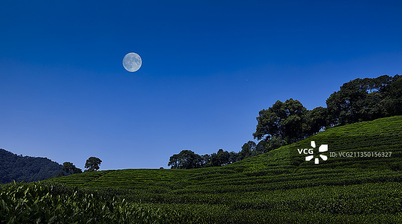 茶园月色图片素材
