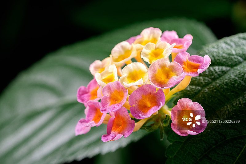 广州珠江公园里的马缨丹图片素材