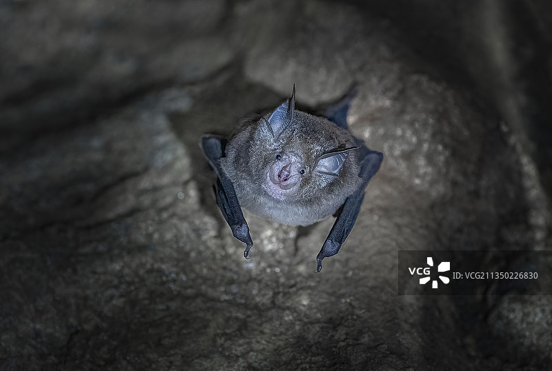 菊头蝠图片素材