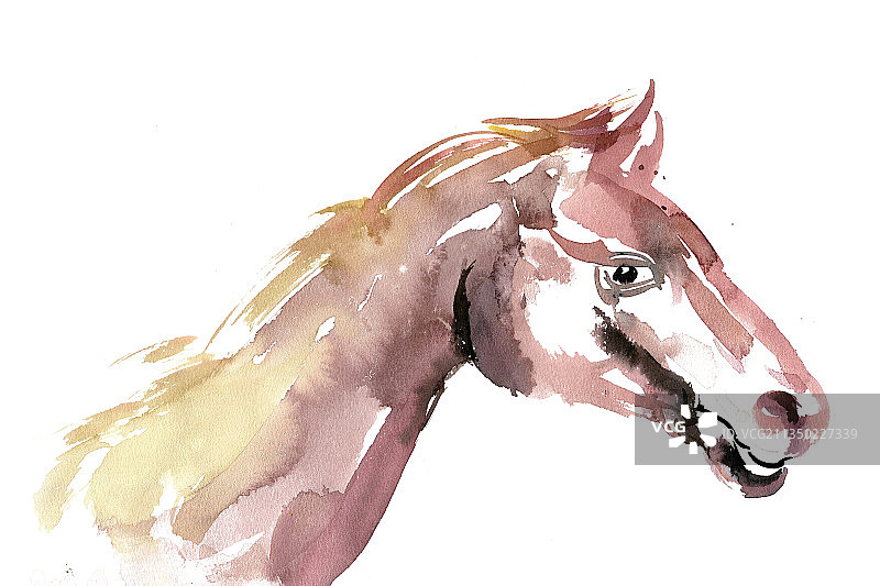 英俊的马图片素材