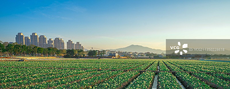 漳州水仙花海图片素材