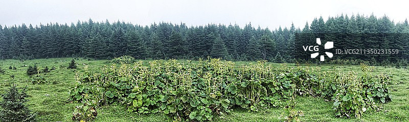 2006年芦芽山的记录图片素材