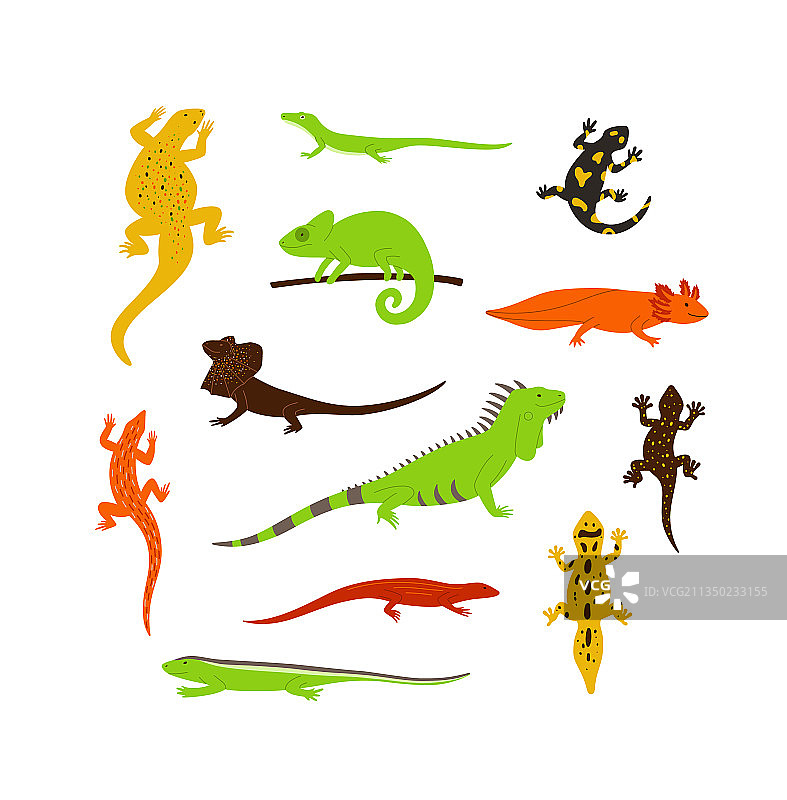 不同颜色的野生蜥蜴和变色龙图片素材