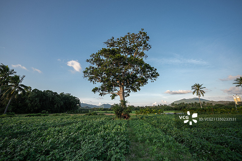 田园里单独一棵大树、傍晚时分、意境图片素材