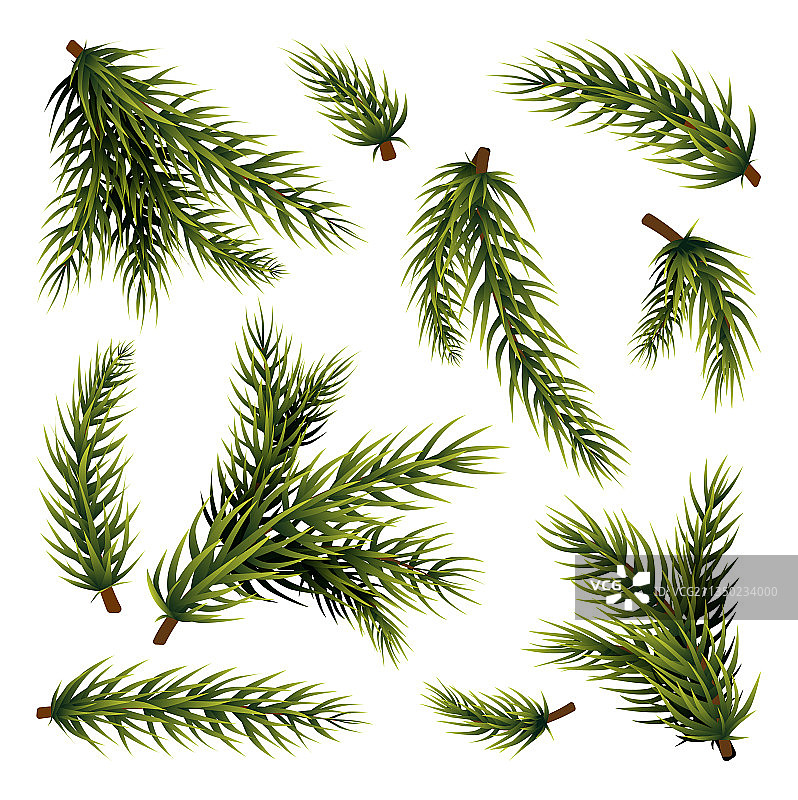 圣诞树枝绿色植物树枝图片素材