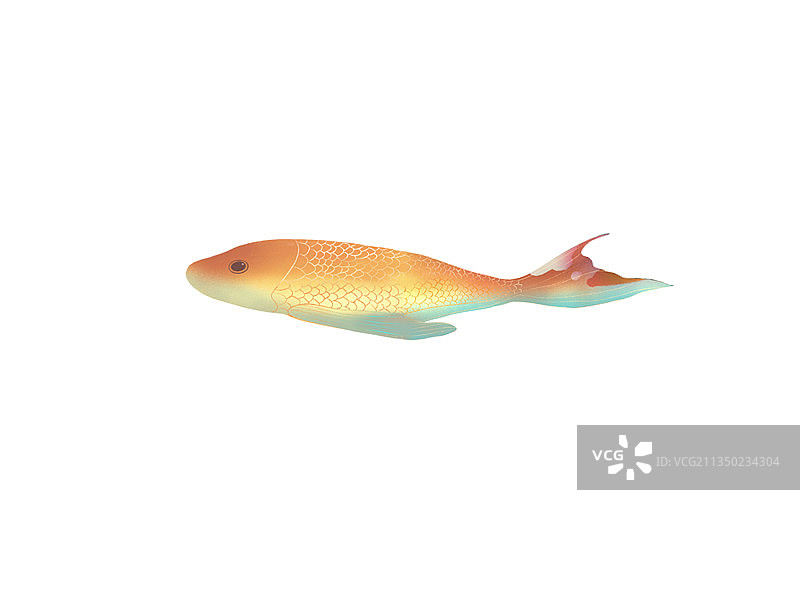 插画锦鲤图片素材