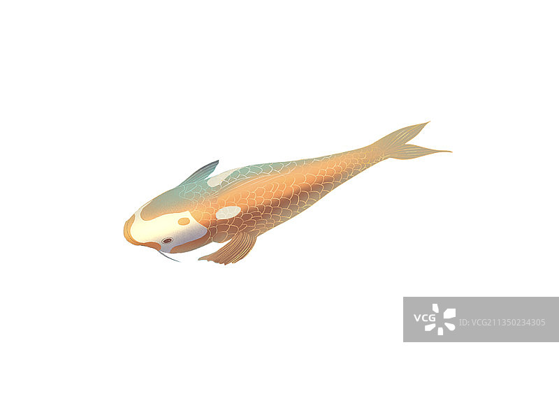 插画锦鲤图片素材