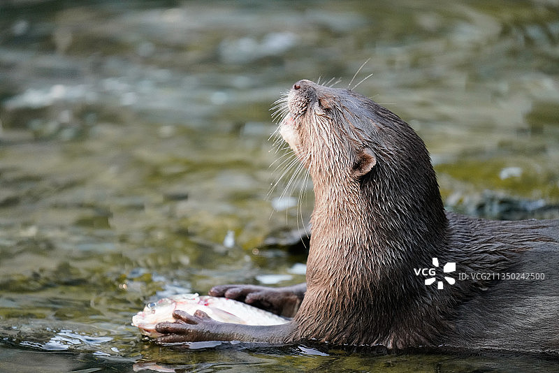 可爱水獭捕鱼图片素材