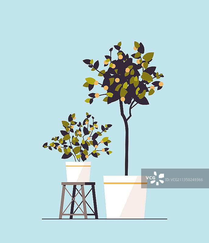 盆栽柠檬树图片素材