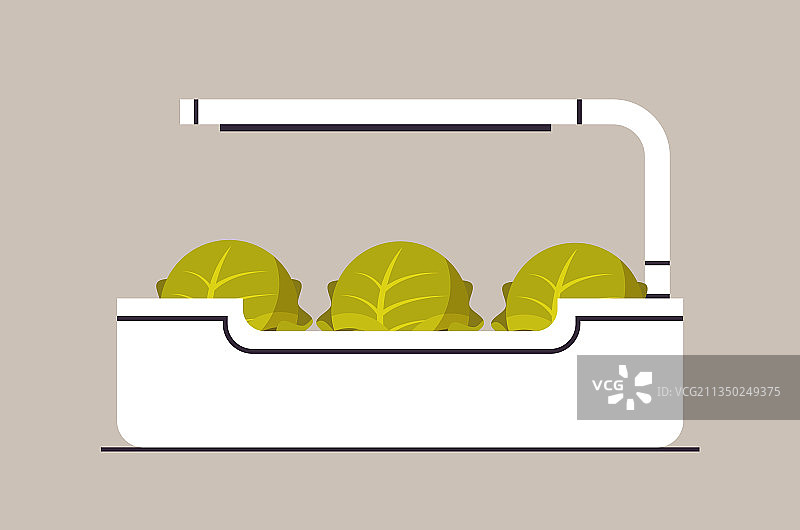 盆栽卷心莴苣和灯图片素材