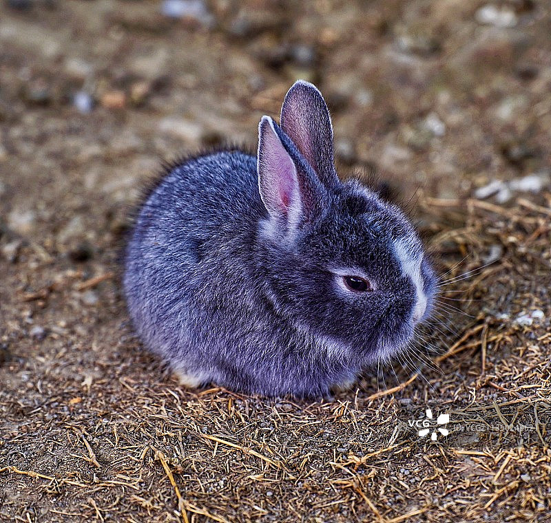 《荷兰兔》图片素材