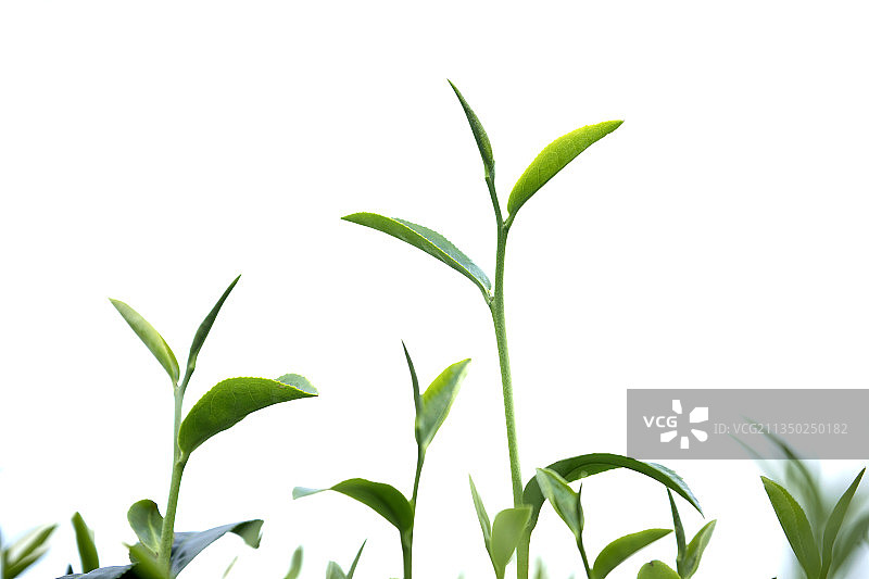 绿色茶叶芽茶图片素材