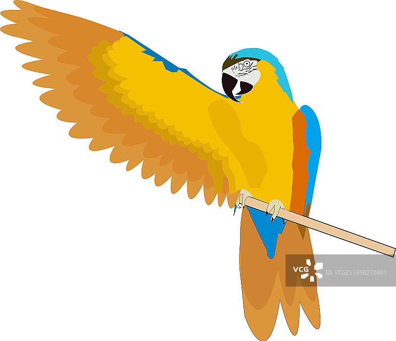 蓝黄色金刚鹦鹉图片素材