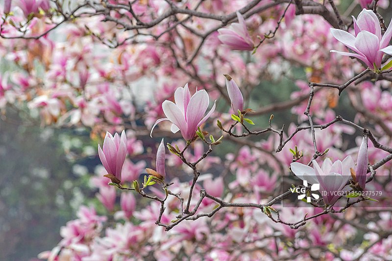 春天北京潭柘寺二乔玉兰花开图片素材