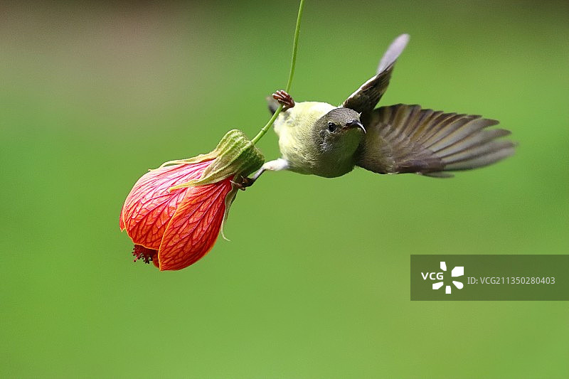太阳鸟图片素材