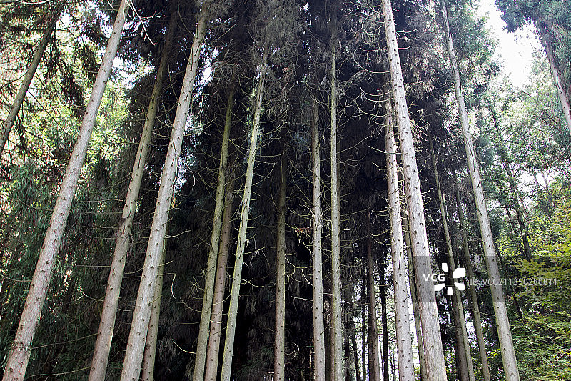 森林，松树，树林，林区图片素材
