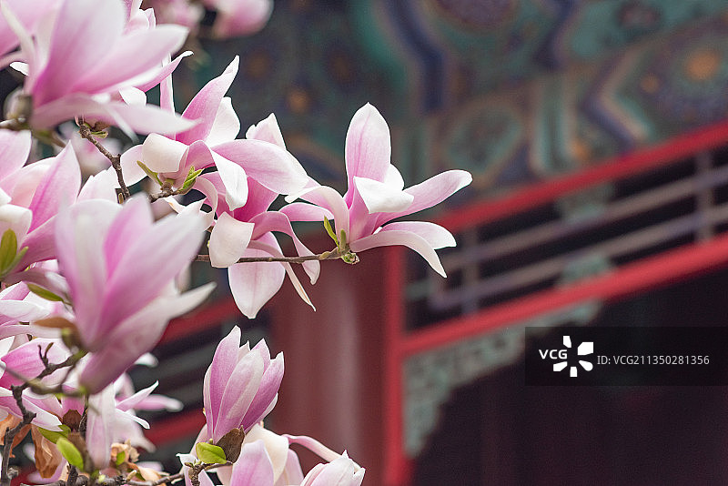 春天北京潭柘寺二乔玉兰花开图片素材