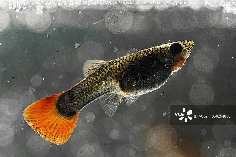 观赏孔雀鱼图片素材