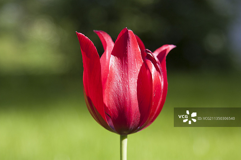 红色郁金香的特写图片素材