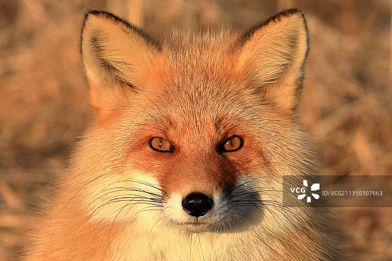 田野狐狸特写肖像图片素材