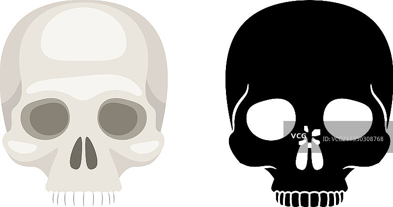 白色背景上的两个独立人类头骨图片素材