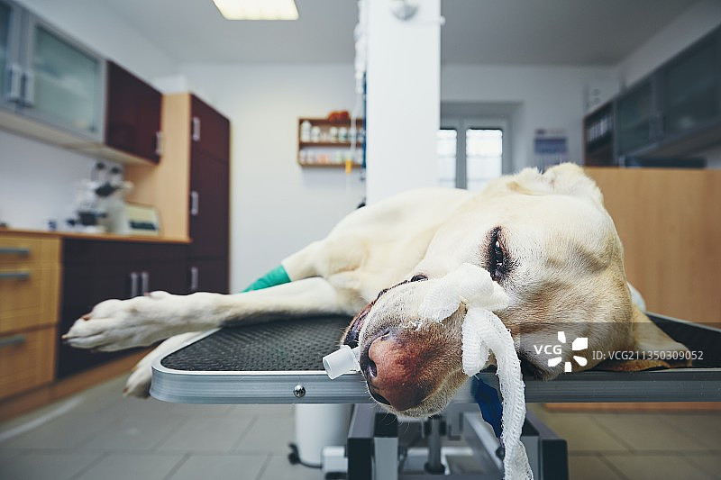 拉布拉多寻回犬在家中床上睡觉的特写图片素材
