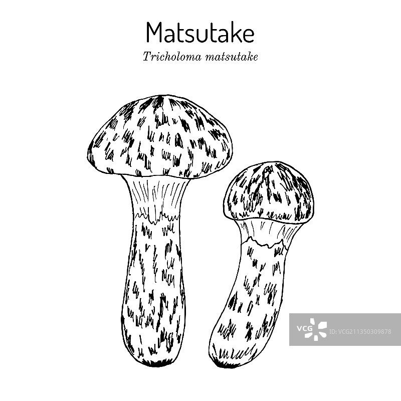 松茸食用蘑菇图片素材