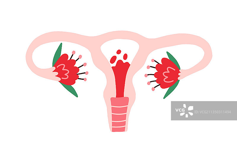 有经血的女性子宫图片素材