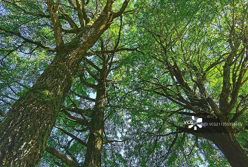 天岳幕阜，湘北平江，天乐堂前，百年银杏，一排三根，似三姐妹。图片素材