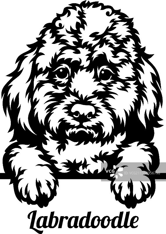 拉布拉多犬混血狗头像图片素材