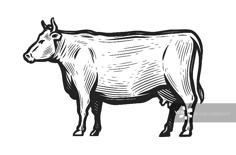 手绘白色背景奶牛速写图片素材