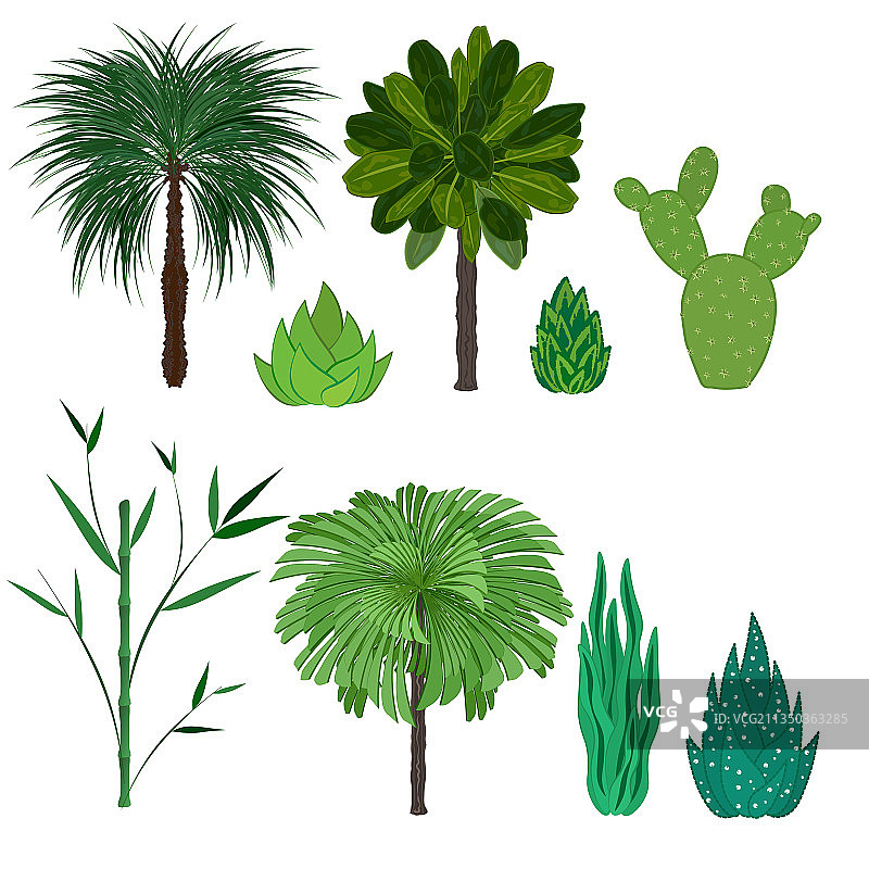 热带和沙漠植物隔离套装图片素材
