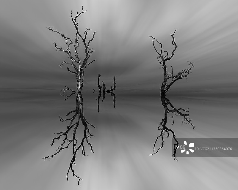 枯树镜像：婀娜舞者图片素材