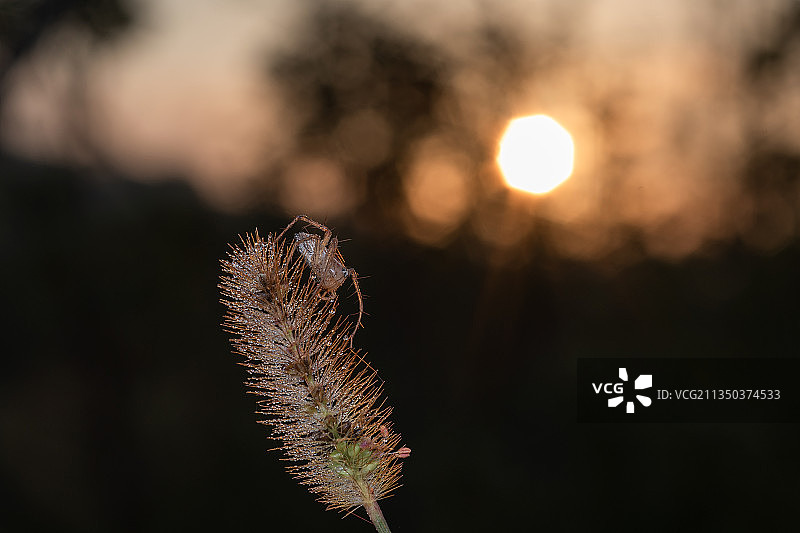 晨曦下的猫蛛图片素材