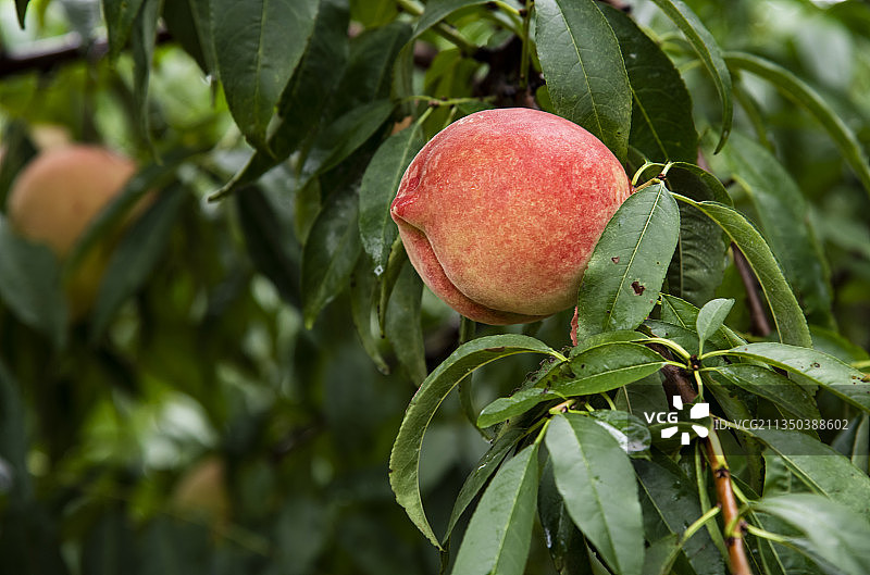 深州水蜜桃1图片素材