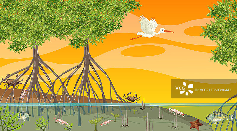 日落时分红树林中的动物图片素材