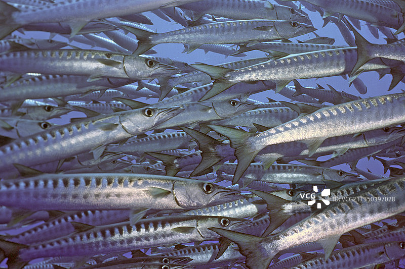 燕鲹鱼群图片素材